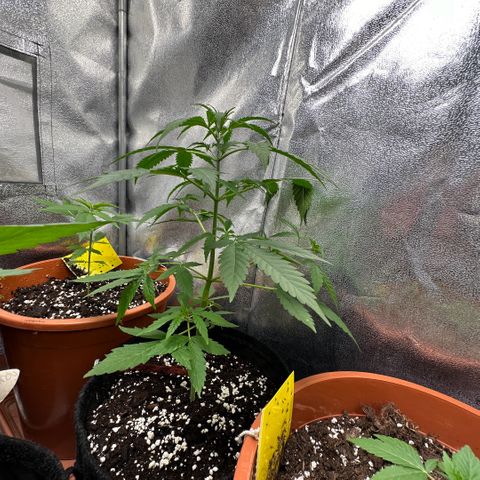 Candy Kush growlog timeline photo