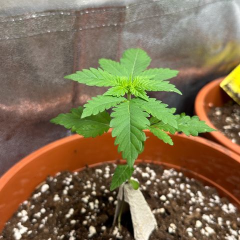 Candy Kush growlog timeline photo
