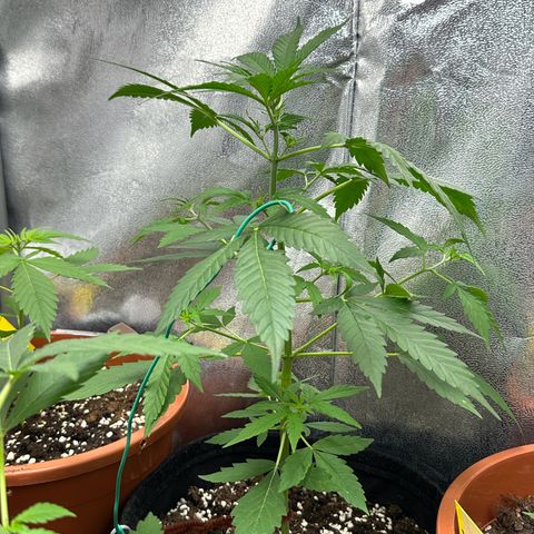 Candy Kush growlog timeline photo