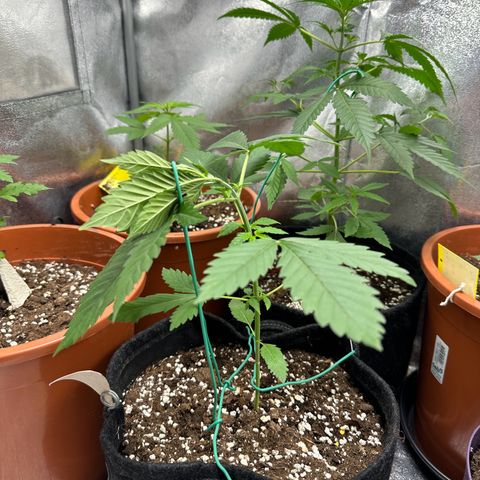 Candy Kush growlog timeline photo