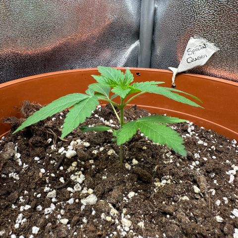 Candy Kush growlog timeline photo