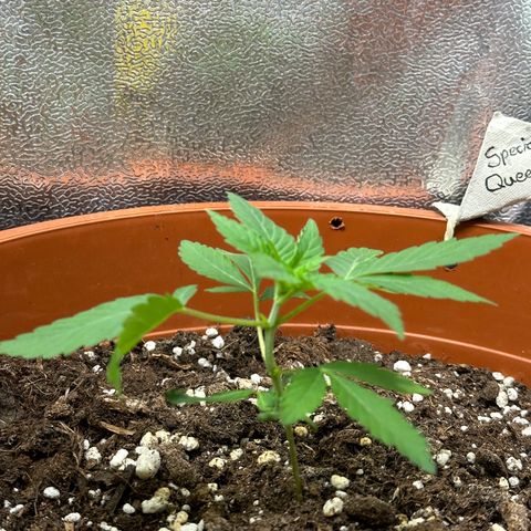 Candy Kush growlog timeline photo