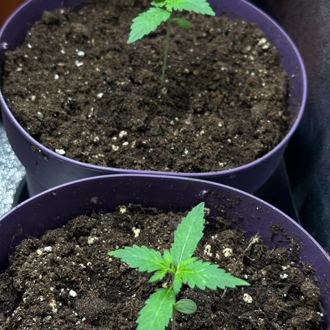 Candy Kush growlog timeline photo