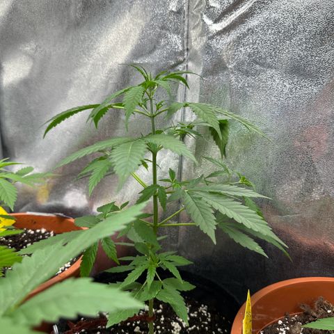 Candy Kush growlog timeline photo