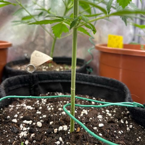 Candy Kush growlog photo: Erste Mode weggemacht 