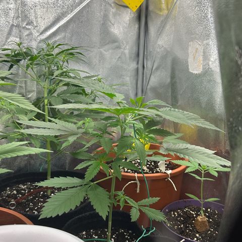Candy Kush growlog timeline photo