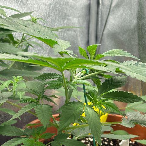 Candy Kush growlog timeline photo