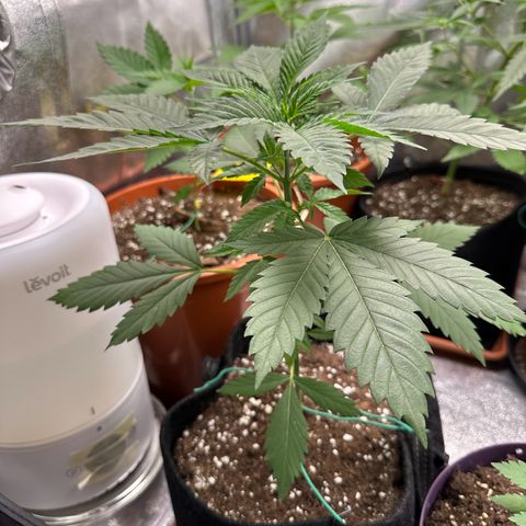 Candy Kush growlog timeline photo