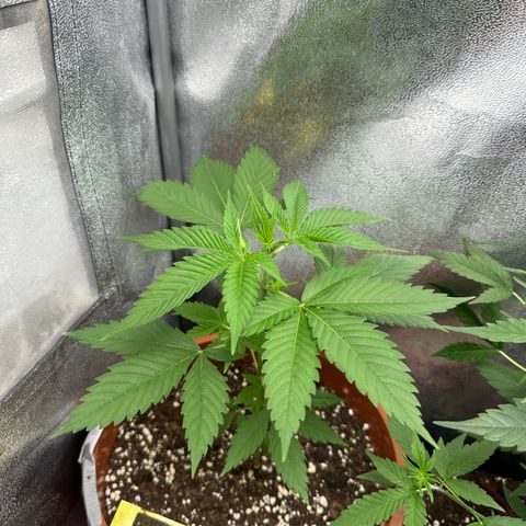 Candy Kush growlog timeline photo