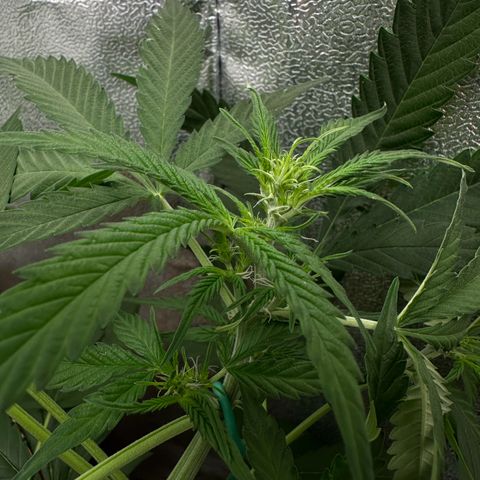 Candy Kush growlog timeline photo