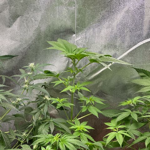 Candy Kush growlog photo: Special Kush Seitentriebe beobachten 