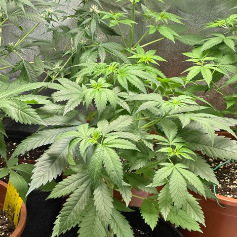 Candy Kush growlog photo: vor dem lollipoppen 