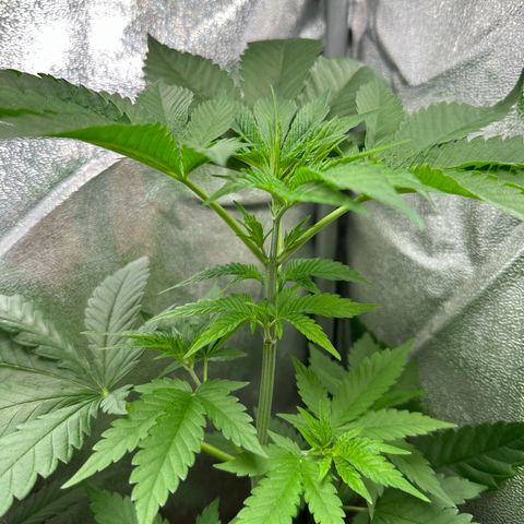 Candy Kush growlog timeline photo