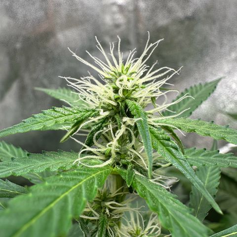 Candy Kush growlog timeline photo