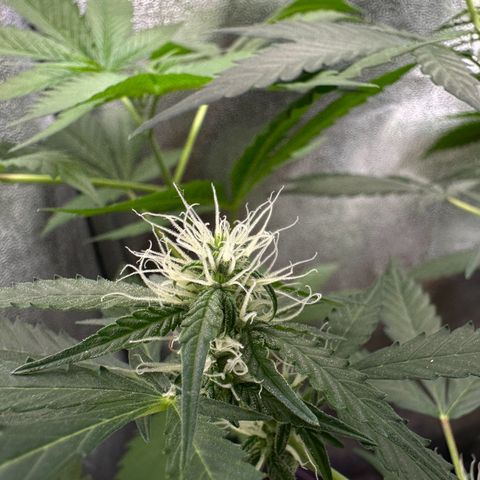 Candy Kush growlog timeline photo