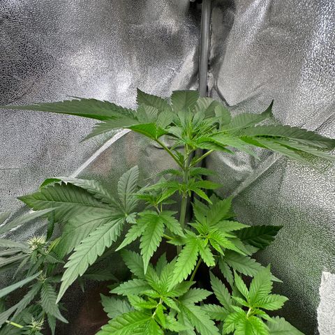 Candy Kush growlog timeline photo