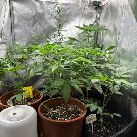 Candy Kush growlog timeline photo