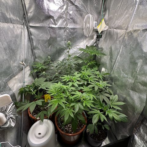 Candy Kush growlog timeline photo