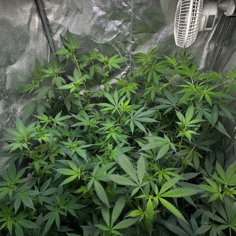 Candy Kush growlog timeline photo
