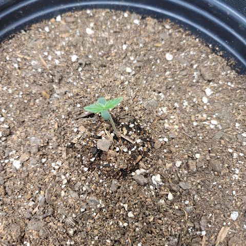 Critical Kush Auto growlog timeline photo