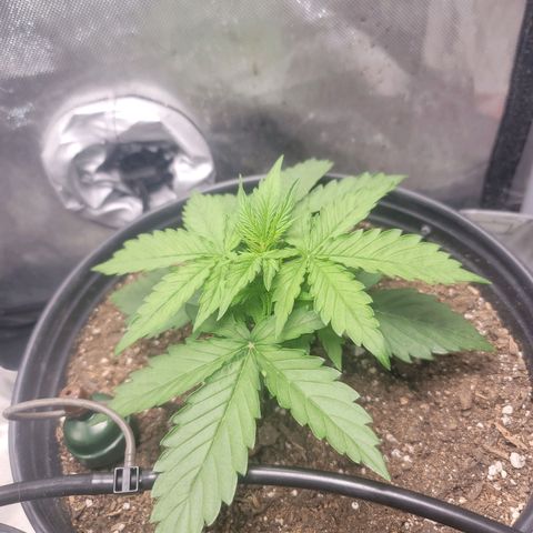 Critical Kush Auto growlog timeline photo