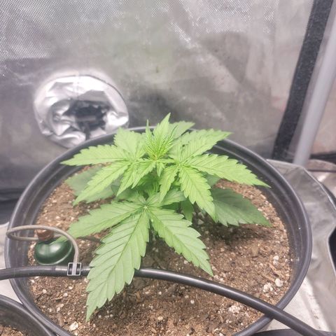 Critical Kush Auto growlog timeline photo