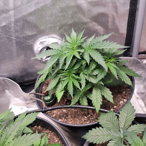 Critical Kush Auto growlog timeline photo