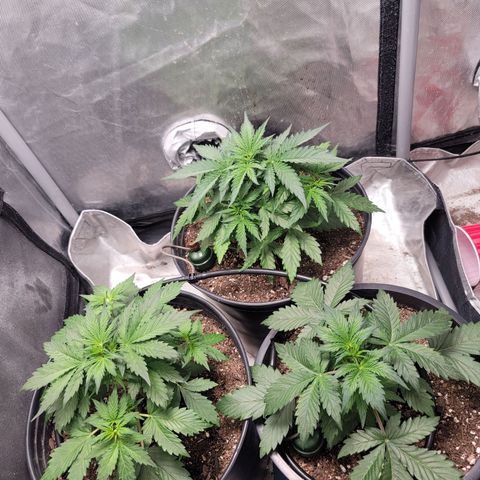 Critical Kush Auto growlog timeline photo