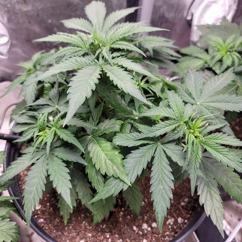 Critical Kush Auto growlog timeline photo