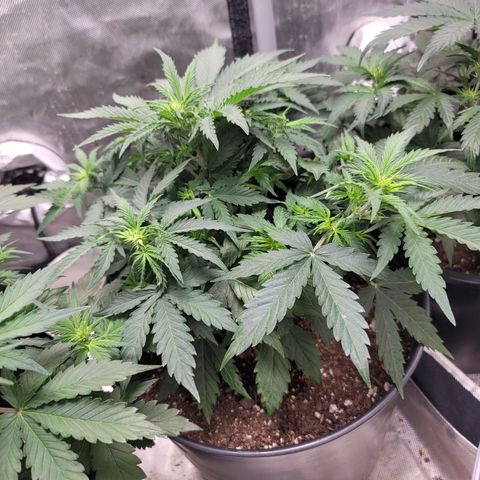 Critical Kush Auto growlog timeline photo