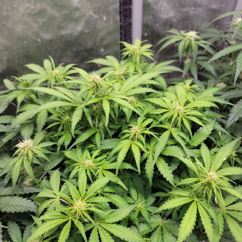Critical Kush Auto growlog timeline photo