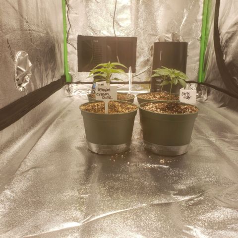 Jam sandwich  growlog photo: Early veg stage