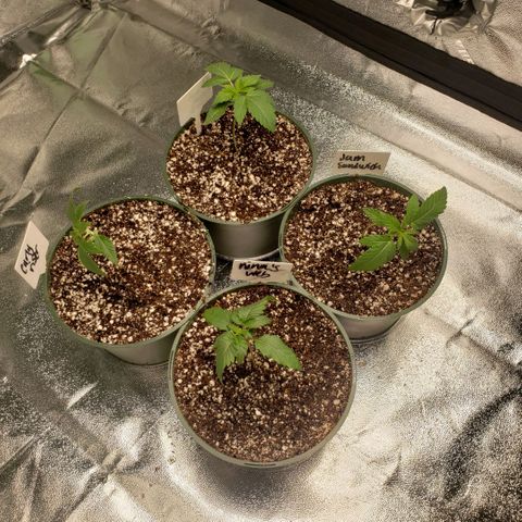 Jam sandwich  growlog timeline photo