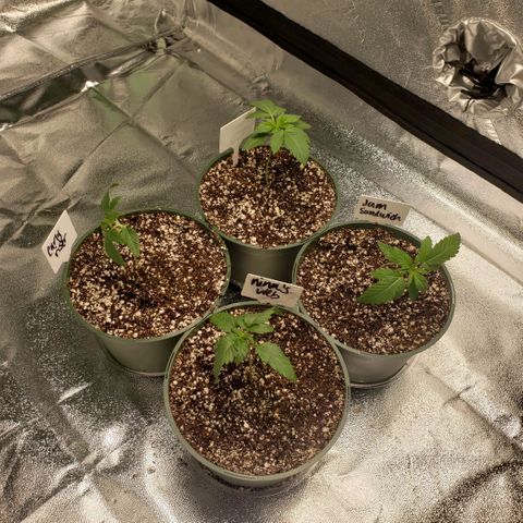 Jam sandwich  growlog timeline photo