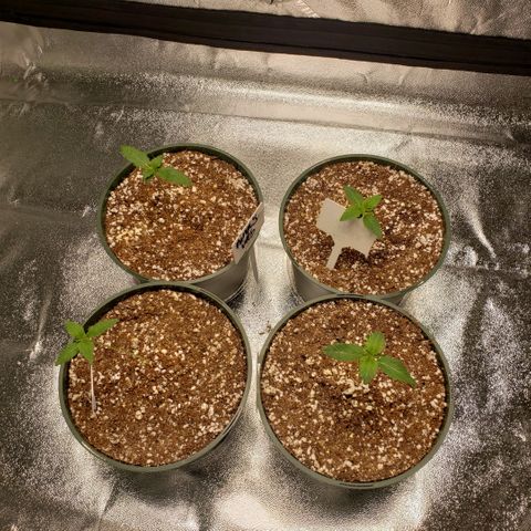 Jam sandwich  growlog timeline photo