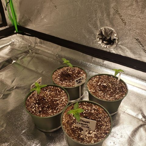Jam sandwich  growlog timeline photo