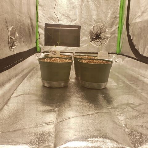 Jam sandwich  growlog timeline photo