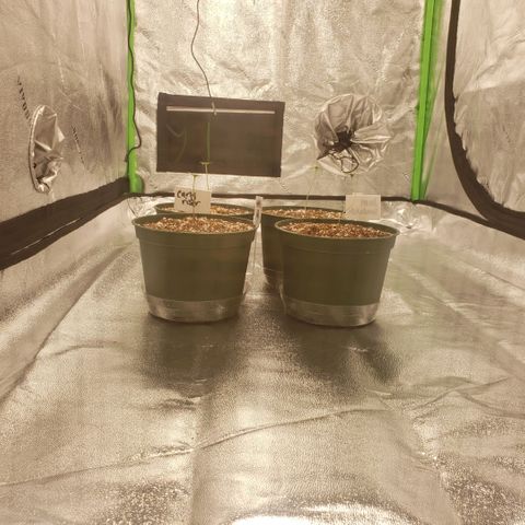 Jam sandwich  growlog timeline photo