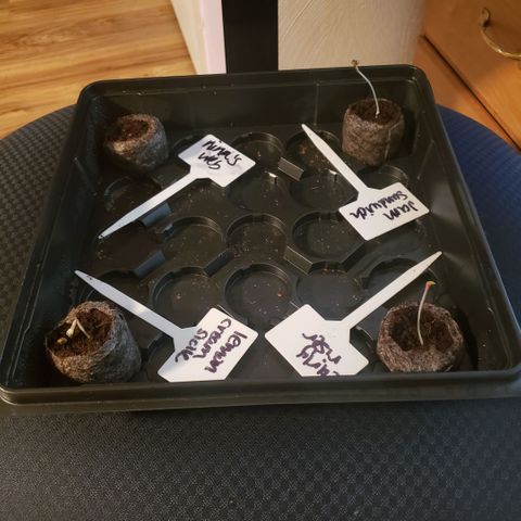 Jam sandwich  growlog timeline photo