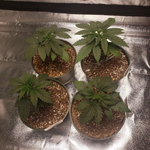 Jam sandwich  growlog photo: Before and after topping for the first time