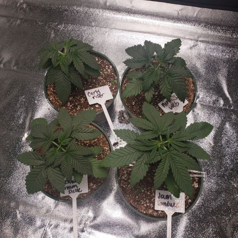 Jam sandwich  growlog photo: Before and after topping for the first time