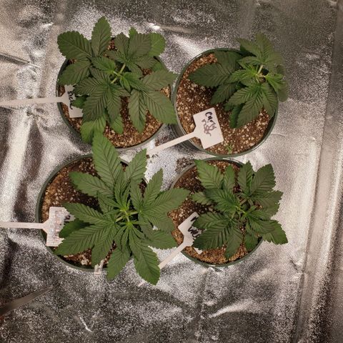 Jam sandwich  growlog photo: Before and after topping for the first time