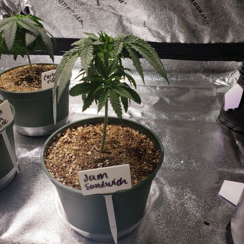 Jam sandwich  growlog photo: Immediately After Lst
