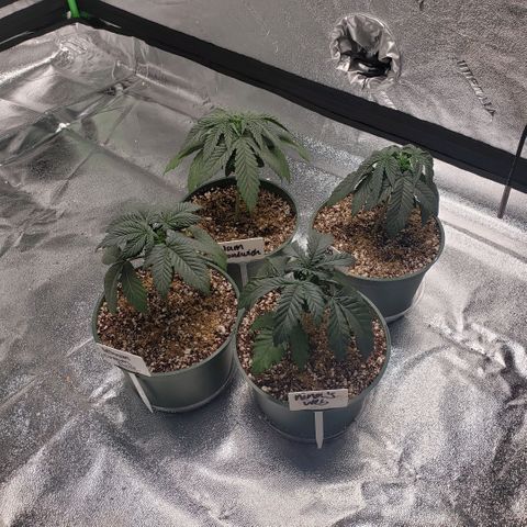 Jam sandwich  growlog photo: Before and after topping bigger leaves