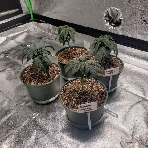 Jam sandwich  growlog photo: Before and after topping bigger leaves