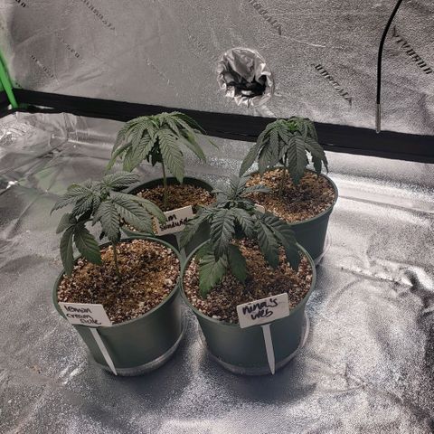 Jam sandwich  growlog photo: Before and after topping bigger leaves