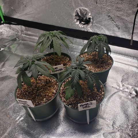 Jam sandwich  growlog photo: Before and after topping bigger leaves