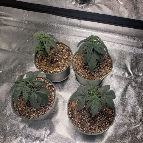 Jam sandwich  growlog photo: Before and after topping bigger leaves
