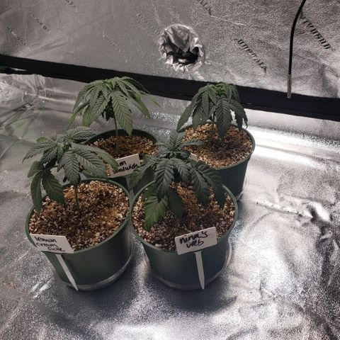 Jam sandwich  growlog photo: Before and after topping bigger leaves
