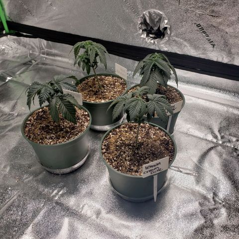 Jam sandwich  growlog photo: Before and after topping bigger leaves